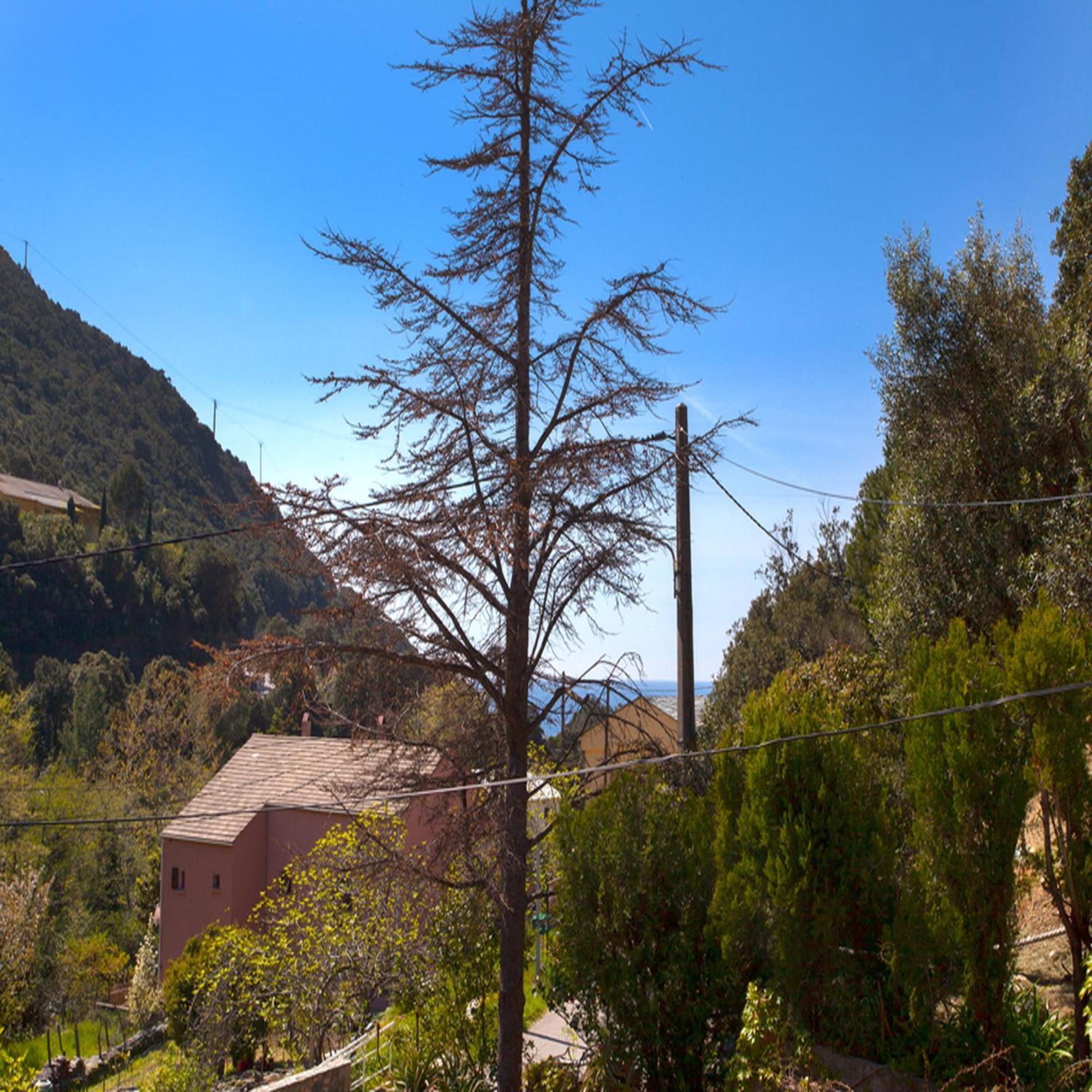 Les Gites Du Cap Corse Нонца Номер фото